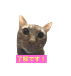 猫で楽々、可愛い返事（個別スタンプ：7）