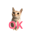 猫で楽々、可愛い返事（個別スタンプ：8）