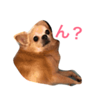騒がしい犬達（個別スタンプ：1）