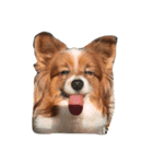 騒がしい犬達（個別スタンプ：2）