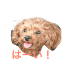 騒がしい犬達（個別スタンプ：4）