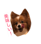 騒がしい犬達（個別スタンプ：5）
