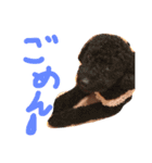 騒がしい犬達（個別スタンプ：9）