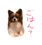 騒がしい犬達（個別スタンプ：10）