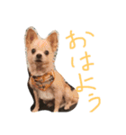 騒がしい犬達（個別スタンプ：11）