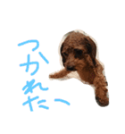 騒がしい犬達（個別スタンプ：14）