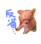 騒がしい犬達（個別スタンプ：15）