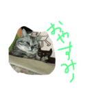 騒がしい犬達（個別スタンプ：16）