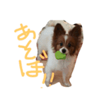 騒がしい犬達（個別スタンプ：17）
