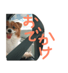 騒がしい犬達（個別スタンプ：19）