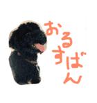 騒がしい犬達（個別スタンプ：20）