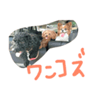 騒がしい犬達（個別スタンプ：21）