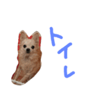 騒がしい犬達（個別スタンプ：22）