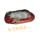 騒がしい犬達（個別スタンプ：23）