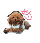 騒がしい犬達（個別スタンプ：24）