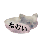 アメリアチャンスタンプ（個別スタンプ：3）