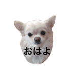 アメリアチャンスタンプ（個別スタンプ：4）