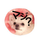 アメリアチャンスタンプ（個別スタンプ：11）