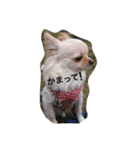 アメリアチャンスタンプ（個別スタンプ：13）