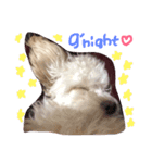 ティノちゃんスタンプ（個別スタンプ：3）