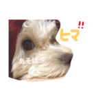 ティノちゃんスタンプ（個別スタンプ：10）