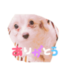 ティノちゃんスタンプ（個別スタンプ：11）