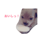 ティノちゃんスタンプ（個別スタンプ：14）