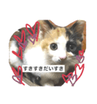 Mikeneko cat Mike（個別スタンプ：1）