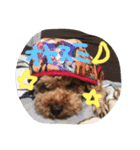 愛犬(ぷるぷち)（個別スタンプ：1）