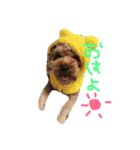 愛犬(ぷるぷち)（個別スタンプ：3）