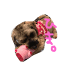 愛犬(ぷるぷち)（個別スタンプ：4）