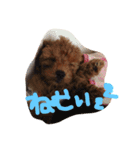 愛犬(ぷるぷち)（個別スタンプ：6）