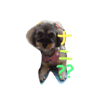 愛犬(ぷるぷち)（個別スタンプ：7）