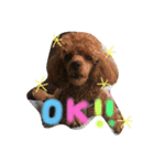 愛犬(ぷるぷち)（個別スタンプ：8）