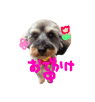 愛犬(ぷるぷち)（個別スタンプ：12）