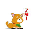 柴犬けんじくんの動くスタンプ（個別スタンプ：13）