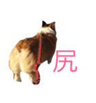 我が家のわがまま犬たち。（個別スタンプ：1）
