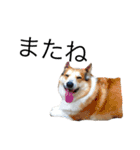 我が家のわがまま犬たち。（個別スタンプ：2）