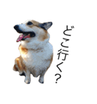 我が家のわがまま犬たち。（個別スタンプ：3）