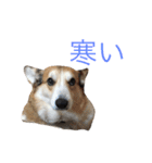 我が家のわがまま犬たち。（個別スタンプ：5）