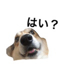 我が家のわがまま犬たち。（個別スタンプ：6）