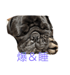 我が家のわがまま犬たち。（個別スタンプ：7）