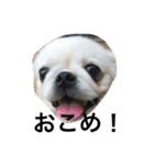 我が家のわがまま犬たち。（個別スタンプ：8）