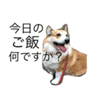 我が家のわがまま犬たち。（個別スタンプ：9）