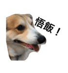 我が家のわがまま犬たち。（個別スタンプ：10）
