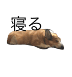 我が家のわがまま犬たち。（個別スタンプ：12）