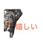 我が家のわがまま犬たち。（個別スタンプ：13）
