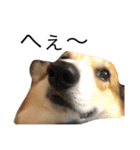 我が家のわがまま犬たち。（個別スタンプ：14）