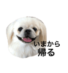 我が家のわがまま犬たち。（個別スタンプ：15）