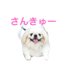 我が家のわがまま犬たち。（個別スタンプ：17）